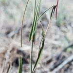 Caulanthus heterophyllus Habit
