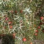 Juniperus oxycedrusഇല