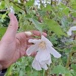 Abutilon vitifolium Flors