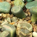 Lithops spp. 整株植物