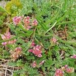 Anthyllis montana Flors