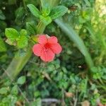 Barleria repens Цвят