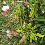 Cistus parviflorus Feuille