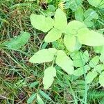 Osmunda japonica Blatt