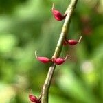 Persicaria virginiana Plod