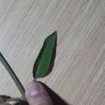 Salvia fruticosa Fulla