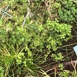 Asparagus asparagoides Blatt