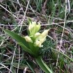 Dactylorhiza sambucinaമറ്റ്