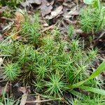 Plantago subulataLehti