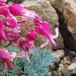 Dicentra peregrina 花