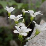 Saxifraga trifurcata Blüte