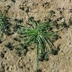 Cyperus fuscus Συνήθη χαρακτηριστικά