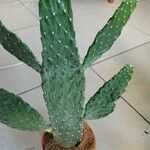 Consolea rubescens Hoja
