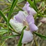 Eremophila polyclada Blomst