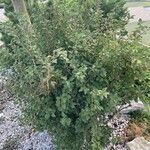 Betula humilis Облик