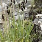 Carex atrofusca Habit