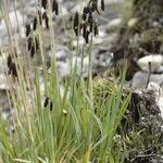 Carex atrofusca Habitus