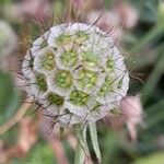 Scabiosa japonica Fruct