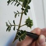 Tribulus terrestris Лист