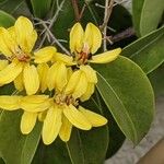 Tristellateia australasiae Flor