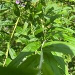 Buddleja alternifolia Folha