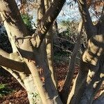 Acer carpinifolium Ekosanga
