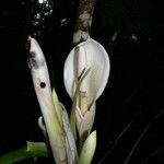 Philodendron tripartitum Květ