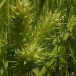 Carex lupuliformis Fruit