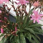 Lewisia longipetala ᱛᱟᱦᱮᱸ