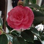 Camellia japonica Flors