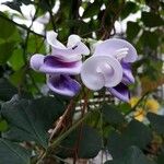 Cochliasanthus caracalla Flower