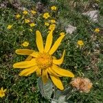 Senecio doronicum Žiedas