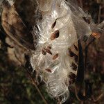 Asclepias curassavica Fruto