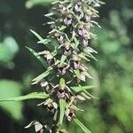 Epipactis helleborine Habit