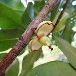 Mammea americana Fruit