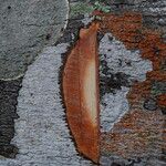 Tessmannia anomala Corteza