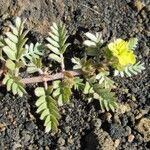 Tribulus terrestris Лист