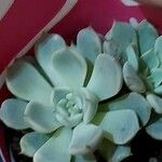 Echeveria cuspidata ഇല