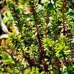 Empetrum nigrum Leaf