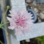 Crepis rubra Blüte