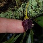 Masdevallia zahlbruckneri Bloem