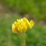 Medicago polymorpha Floro