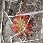 Drosera spatulata Leht