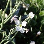 Matthiola incana Flower