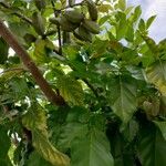 Pongamia pinnataഇല