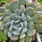 Echeveria turgida Hoja