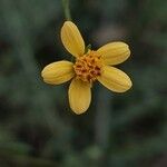 Bidens bipinnata Flower