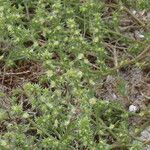 Salsola kali Flower