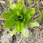 Lilium martagon Leaf