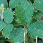 Potentilla sterilis ഇല